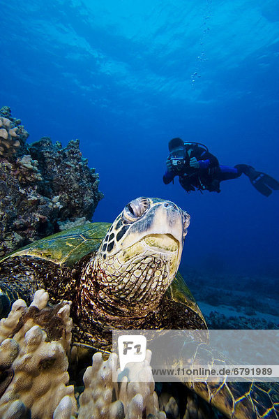 Wasserschildkröte Schildkröte Wasser grün sehen