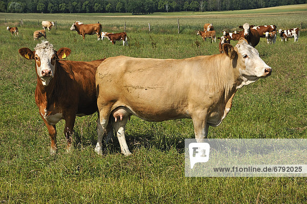 Mutterkuhhaltung  Fleckvieh  auf einer großen Weide  vorne zwei Mutterkühe  Kuhlrade  Mecklenburg-Vorpommern  Deutschland  Europa
