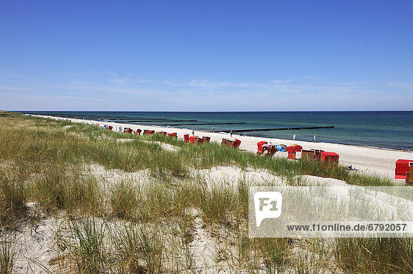 Strand von Ahrenshoop mit Strandkörben  vorne Düne mit Strandhafer (Ammophila arenaria)  hinten Buhnen in der Ostsee  Ahrenshoop  Darß  Mecklenburg-Vorpommern  Deutschland  Europa