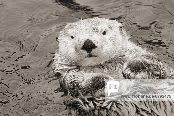 California  Monterey Bay  Sea Otter (Ehydra Lutris) floating on his back in water (Sepia photograph).