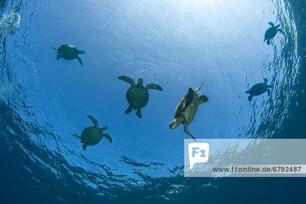 Wasserschildkröte Schildkröte nahe Bodenhöhe grün schwimmen