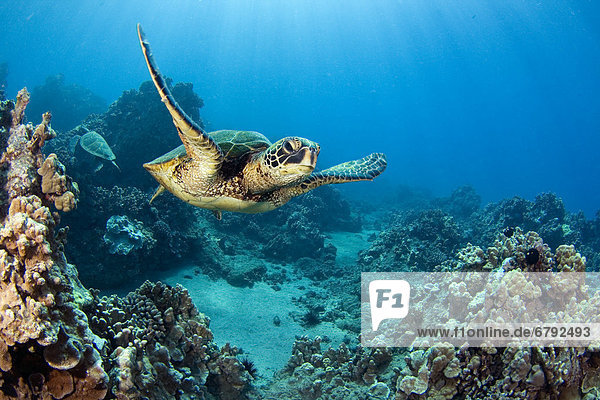 Wasserschildkröte Schildkröte grün Gefahr Tier Hawaii