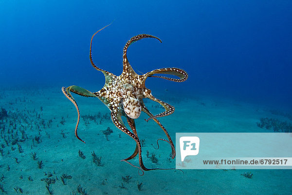 Hawaii  Tag Octopus (Octopus Cyanea).
