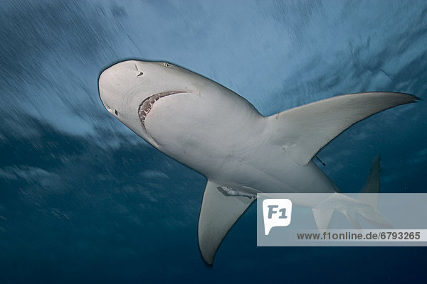 Caribbean  Bahamas  Little Bahama Bank  Lemon Shark (Negaprion brevirostris)  view from below.