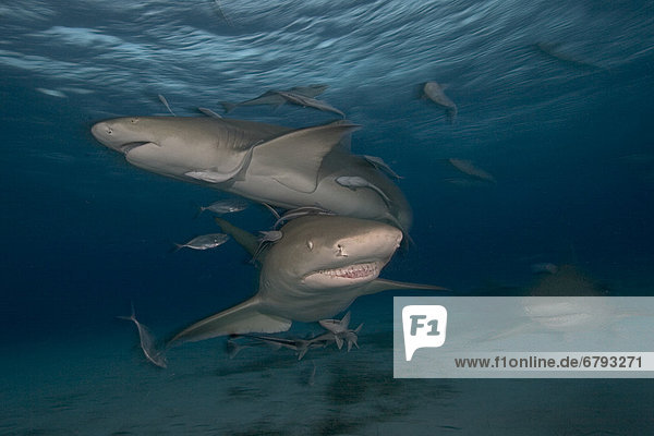 Caribbean  Bahamas  Caribbean Reef Sharks (Carcharhinus perezi)  with fish and remora.