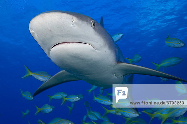 Caribbean  Bahamas  Caribbean Reef Shark (Carcharhinus perezi) with fish.