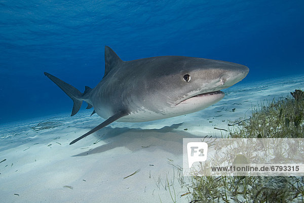 Caribbean  Bahamas  Little Bahama Bank  14 foot tiger shark [Galeocerdo cuvier].