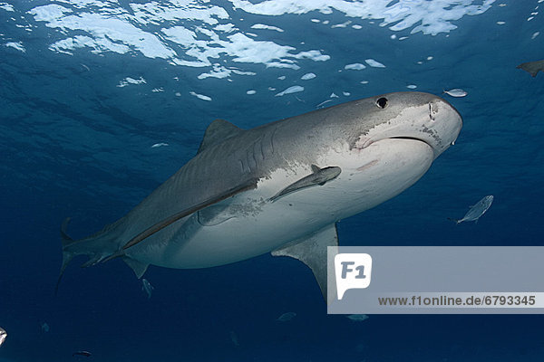 Caribbean  Bahamas  Little Bahama Bank  16 foot tiger shark [Galeocerdo cuvier]  with remora.