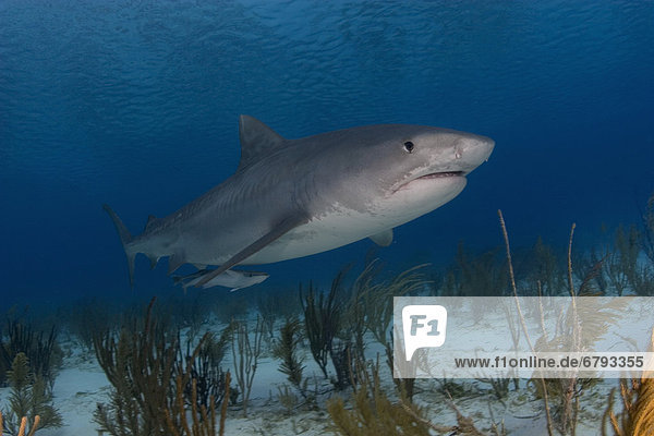 Caribbean  Bahamas  Little Bahama Bank  14 foot tiger shark [Galeocerdo cuvier]  near seafloor with vegetation.
