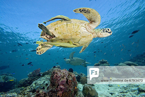 Wasserschildkröte Schildkröte grün 2 Malaysia