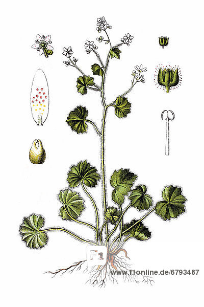 Round-leaved saxifrage (Saxifraga rotundifolia)  medicinal plant  historical chromolithography  around 1796