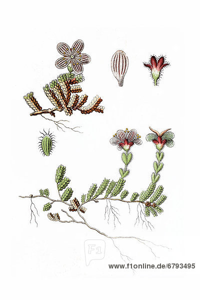 Paarblättriger Steinbrech (Saxifraga oppositifolia)  Heilpflanze  historische Chromolithographie  ca. 1796