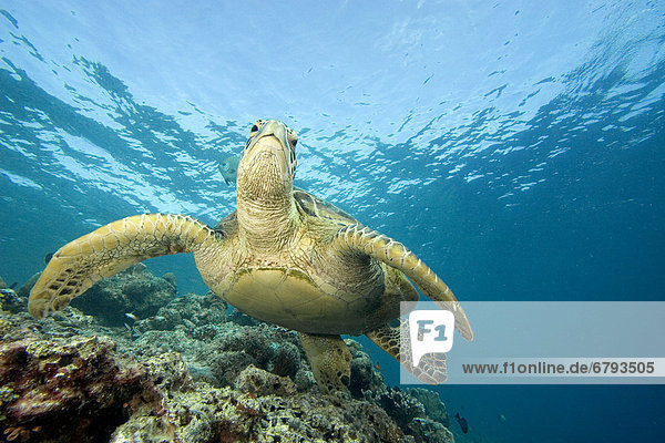 Wasserschildkröte Schildkröte hoch oben nahe grün Malaysia Riff