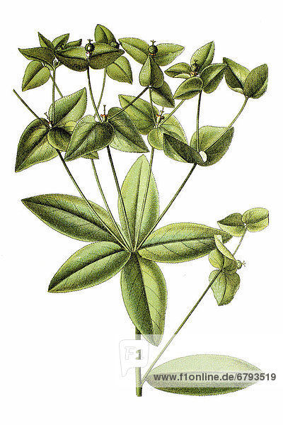 Süße Wolfsmilch (Euphorbia dulcis)  Heilpflanze  historische Chromolithographie  ca. 1796