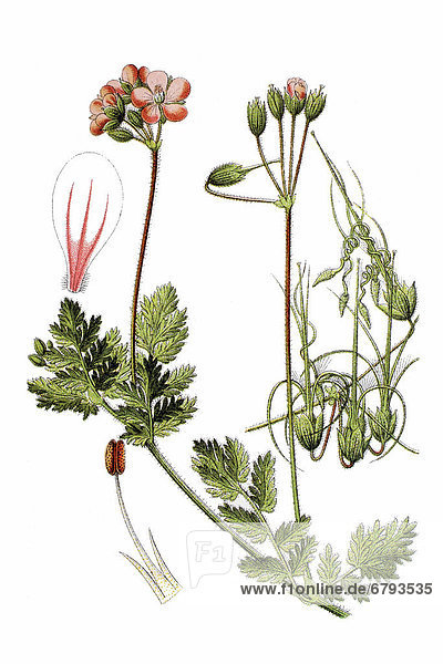 Redstem filaree (Erodium cicutarium)  medicinal plant  historical chromolithography  about 1796