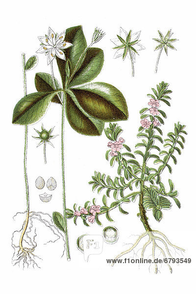 Left: chickweed wintergreen (Trientalis europaea)  right: sea milkweed (Glaux maritima)  medicinal plant  historical chromolithography  ca. 1796