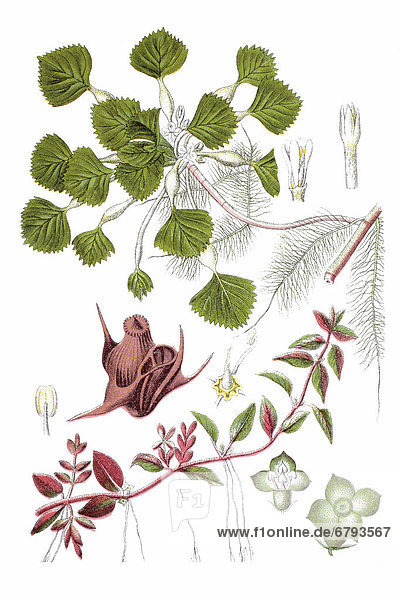 Left: Isnardie (Jussiaea isnardia)  right: water chestnut (Trapa natans)  medicinal plant  historical chromolithography  ca. 1796