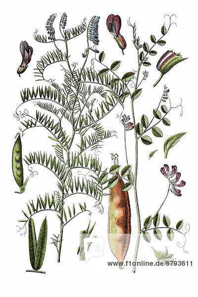 Left: fine-leaved vetch (Vicia tenuifolia)  right: Feinblatt-Vogel-Wicke vetch (Vicia dumetorum)  medicinal plant  historical chromolithography  ca. 1796