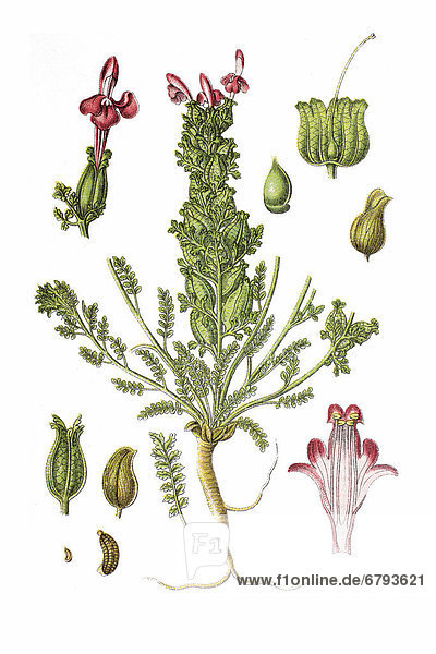 Wald-Läusekraut (Pedicularis sylvatica)  Heilpflanze  historische Chromolithographie  ca. 1796