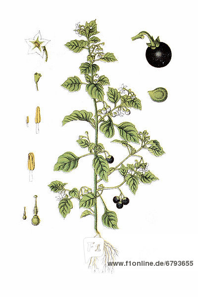 Schwarzer Nachtschatten (Solanum nigrum)  Heilpflanze  historische Chromolithographie  ca. 1796