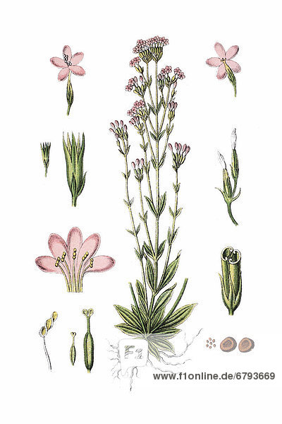 Common centaury and European centaury (Erythraea centaurium  Centaurium erythraea)  medicinal plant  historical chromolithography  circa 1796
