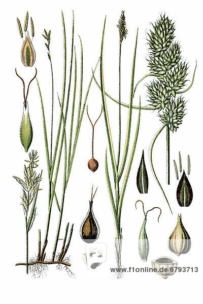 Forest hair sedge (Carex brizoides)  left  and Fox Sedge (Carex vulpina or vulpinoidea)  right  medicinal plant  historical chromolithography  circa 1796