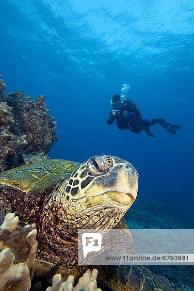 Wasserschildkröte Schildkröte grün fotografieren