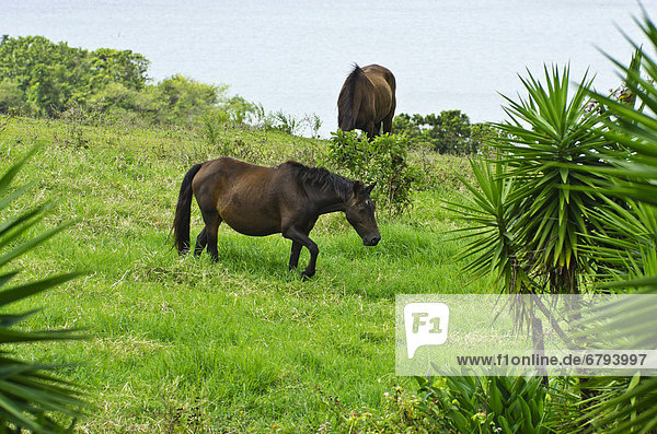 Wild horses on a meadow near Hotel La Mansion  on Lake Arenal  Costa Rica  Central America