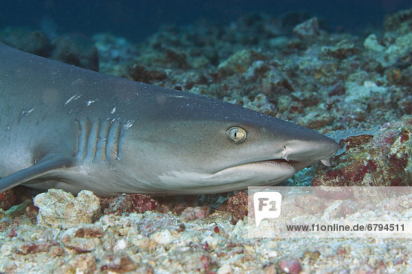 Malaysia  Mabul Island  female whitetip reef shark (Triaenodon obesus) with mating scars from males above her pectoral fin.