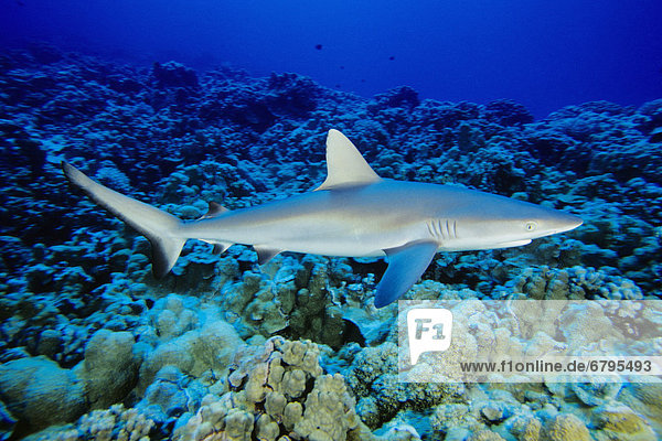 Hawaii  Gray Reef Shark (Carcharhinus amblyrhynchos) in shallow ocean water above reef.