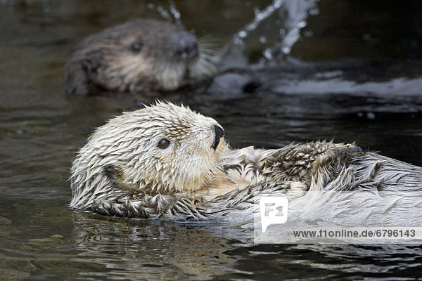 California  Monterey Bay  Sea Otters (Ehydra Lutris) Swimming on their backs  adult and juvenile