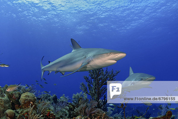 Caribbean  Bahamas  Two Caribbean Reef Sharks (Carcharhinus perezi) over coral reef