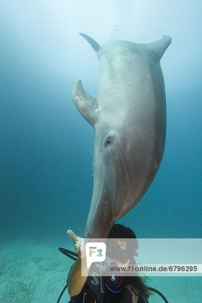 Delphin  Delphinus delphis  Frau  säugend  Großer Tümmler  Große  Tursiops truncatus  Mikronesien  Dalbe  Palau