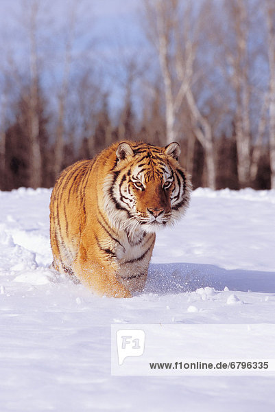 Raubkatze  Tiger  Panthera tigris  Winter  bezahlen  zahlen  Alaska  Schnee