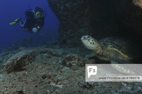 Wasserschildkröte Schildkröte ruhen grün Höhle