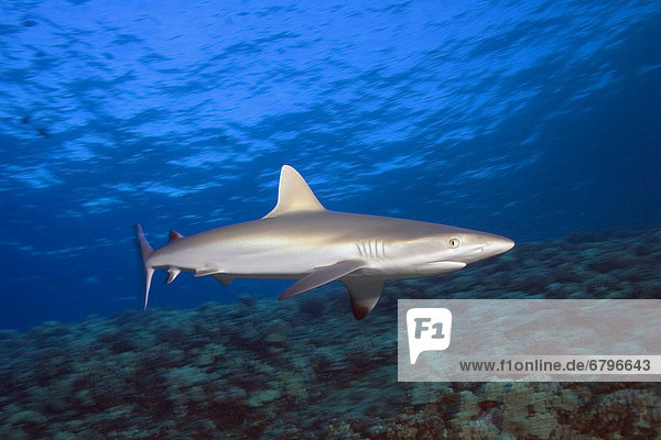 Grauer Riffhai Graue Riffhaie Carcharhinus amblyrhynchos über Seitenansicht Hawaii Maui Riff
