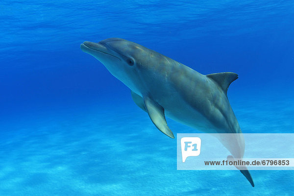 Caribbean  Bahamas  Bahama Bank  Atlantic Bottlenose Dolphin  Tursiops truncatus