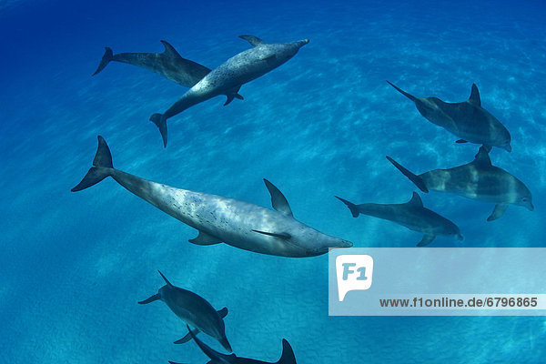 Delphin Delphinus delphis Karibik Atlantischer Ozean Atlantik Punkt Kommunikation Großer Tümmler Große Tursiops truncatus Bahamas Dalbe