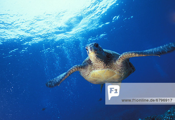 grün Meer Landschildkröte Schildkröte Hawaii hawaiianisch