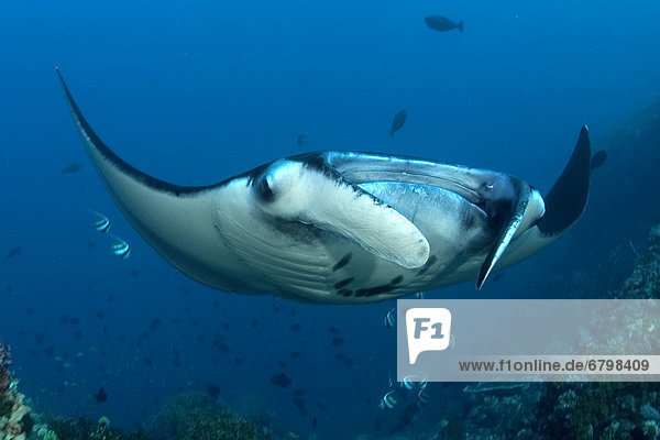nahe  Fisch  Pisces  Sonnenstrahl  Unterwasseraufnahme  Indonesien  Komodo  Riff