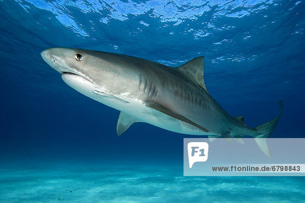 Caribbean  Bahamas  Caribbean Reef Shark (Carcharhinus perezi)
