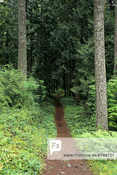 Old Oregon Trail  Trail on Barlow Road route  Mt. Hood National Forest A25A