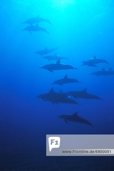 Hawaii  Many Spinner Dolphins in blue ocean silhouetted  sunburst (Stenella longirostris) A93D