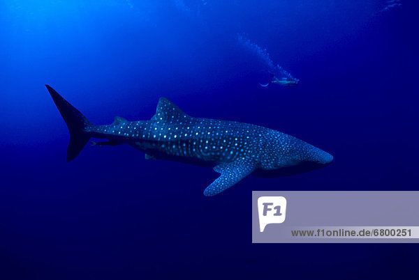 [DC] Hawaii  Whale Shark (Rhiniodon typus) and diver in background  B2028