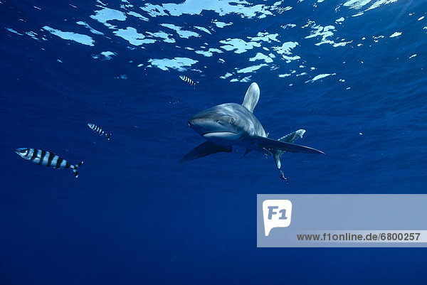 Hawaii  Big Island  Kona  Oceanic Whitetip Shark (Carcharhinus longimanus) near surface B2020