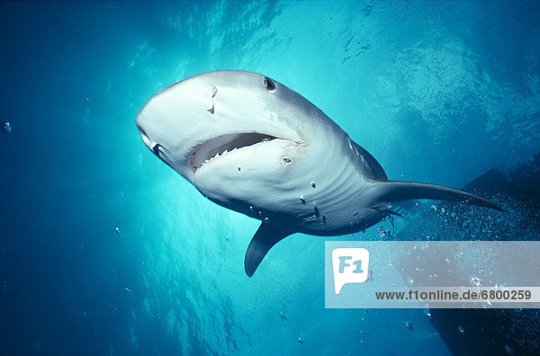 Caribbean  Bahamas  Bahama Bank  Tiger Shark close-up under- side view (Galeocerdo cuvieri) B2024