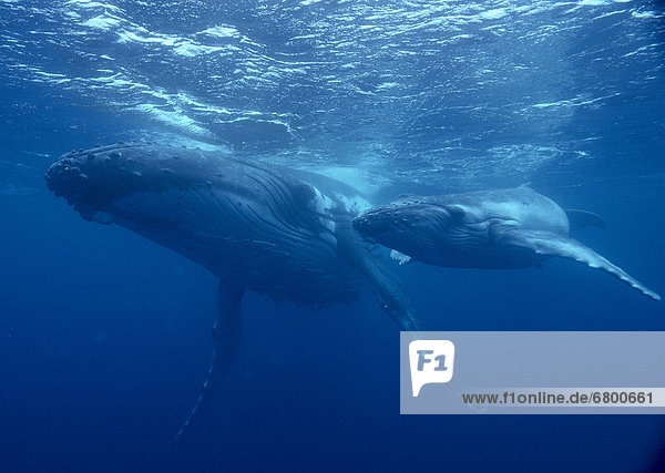 Tonga  Humpback Whale (Megaptera novaeangliae) close-up mother and calf near surface  C2016