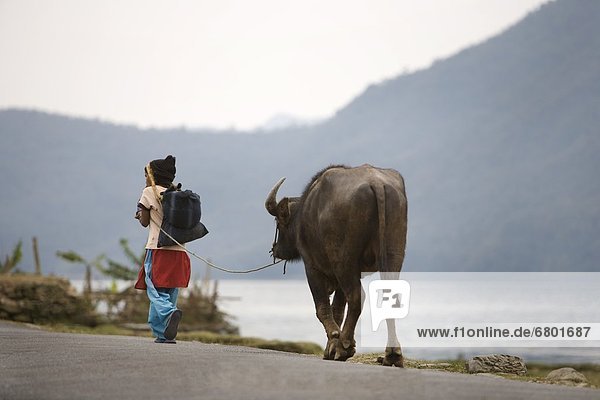 Young Girl Leading Water Buffalo  Pokhara  Nepal