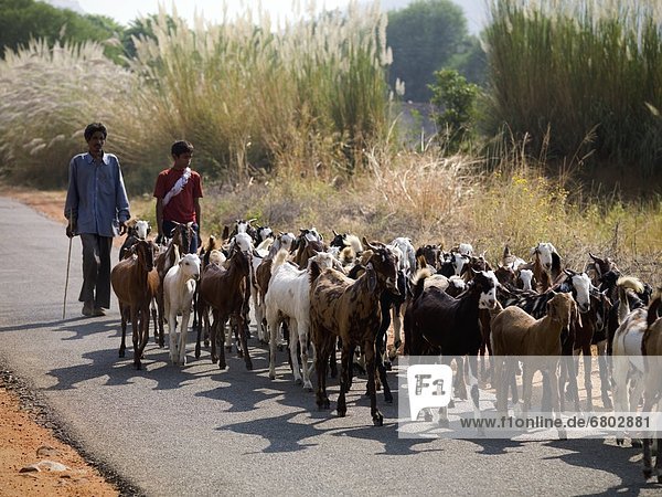 Ländliches Motiv  ländliche Motive  gehen  Menschlicher Vater  Sohn  Herde  Herdentier  Fernverkehrsstraße  Ziege  Capra aegagrus hircus  vorwärts  Indien  Rajasthan