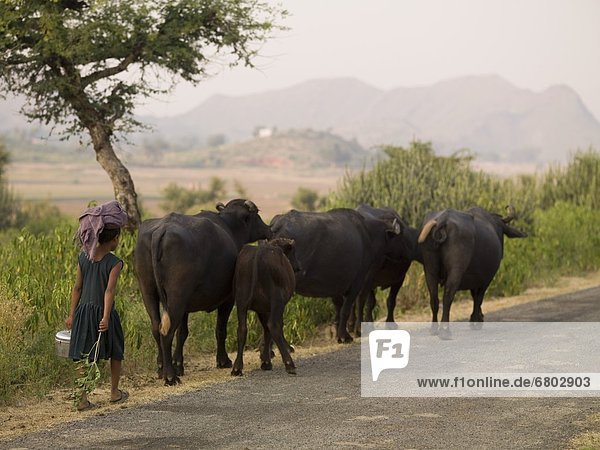 Hausrind  Hausrinder  Kuh  hinter  Ländliches Motiv  ländliche Motive  gehen  Hügel  Herde  Herdentier  Fernverkehrsstraße  jung  Mädchen  Indien  Rajasthan